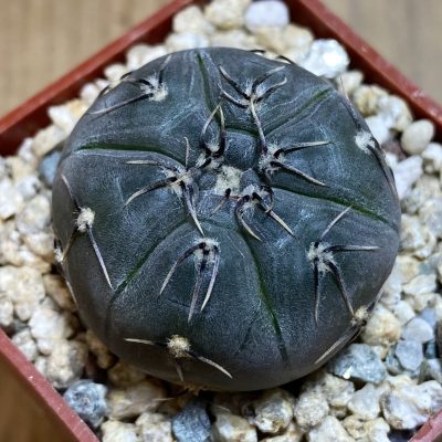 YAR39750 Gymnocalycium berchtii VS161