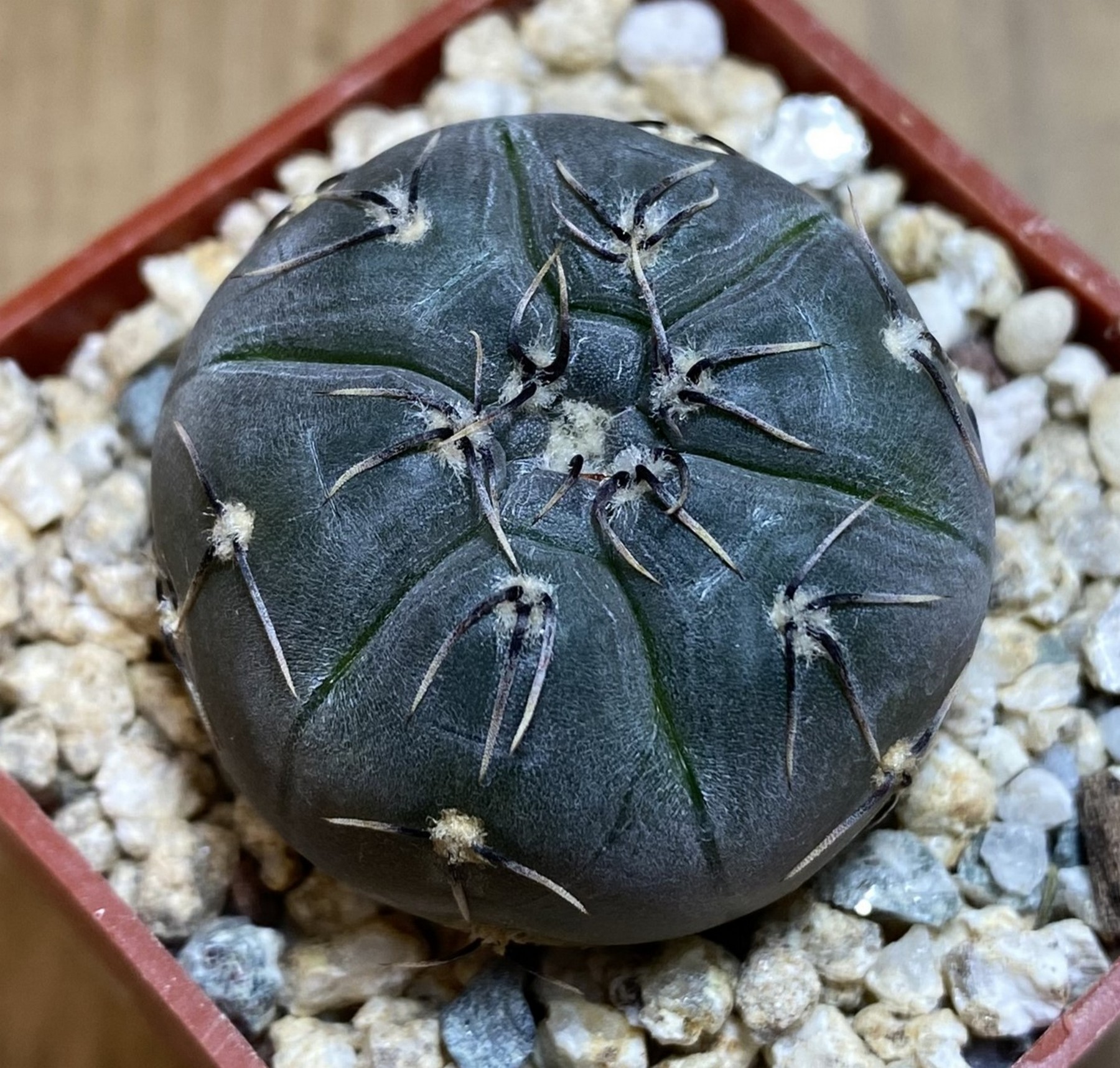YAR39750 Gymnocalycium berchtii VS161