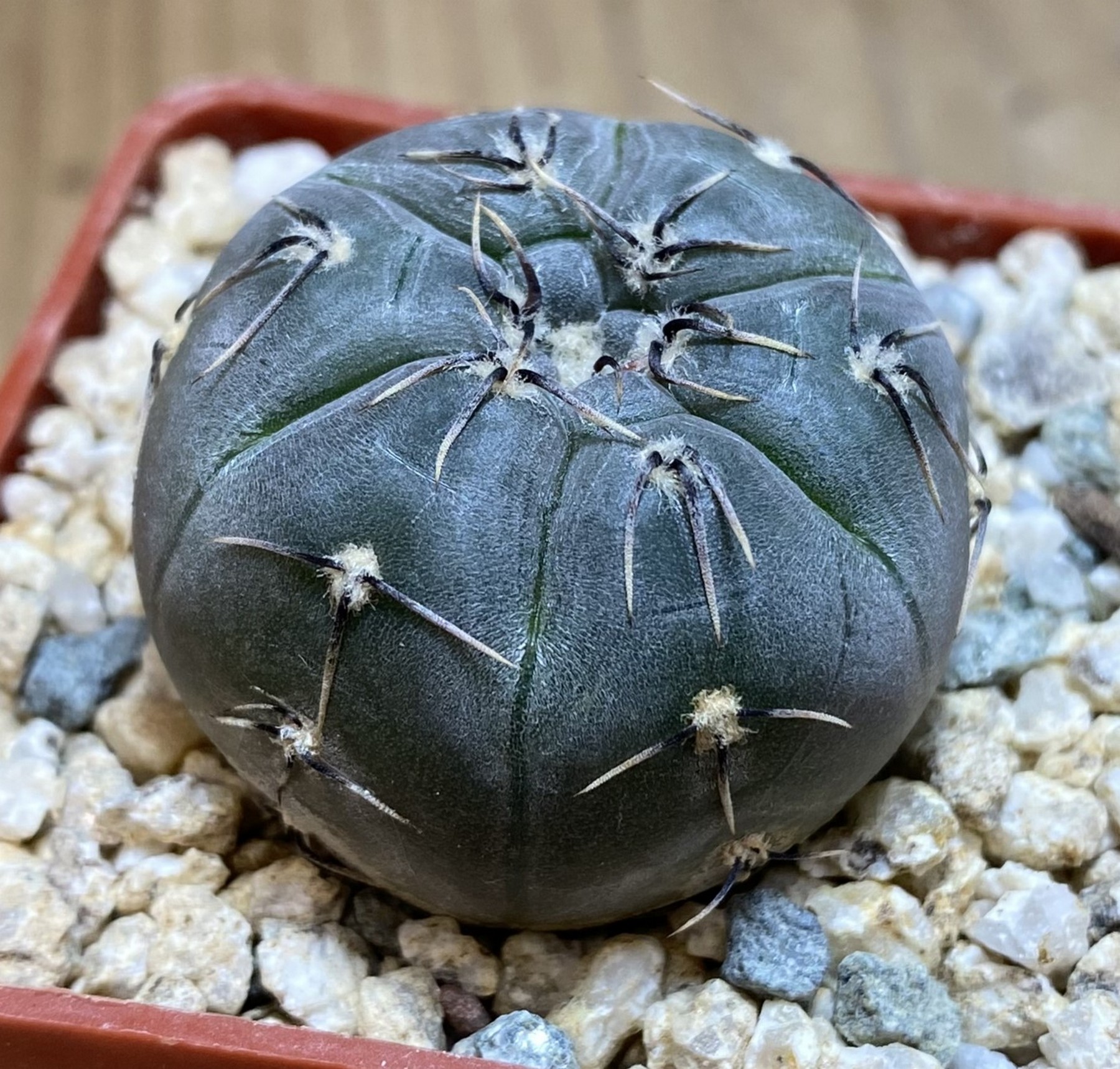 YAR39750 Gymnocalycium berchtii VS161 – Bild 2
