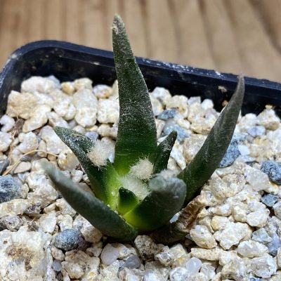 YAR39752 Ariocarpus agavoides PP 208 -Tula, Mexico-