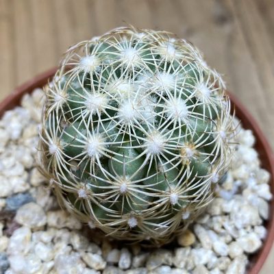 YAR39747 Coryphantha compacta