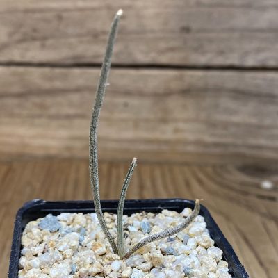 YAR39753 Astrophytum caput-medusae, seedling