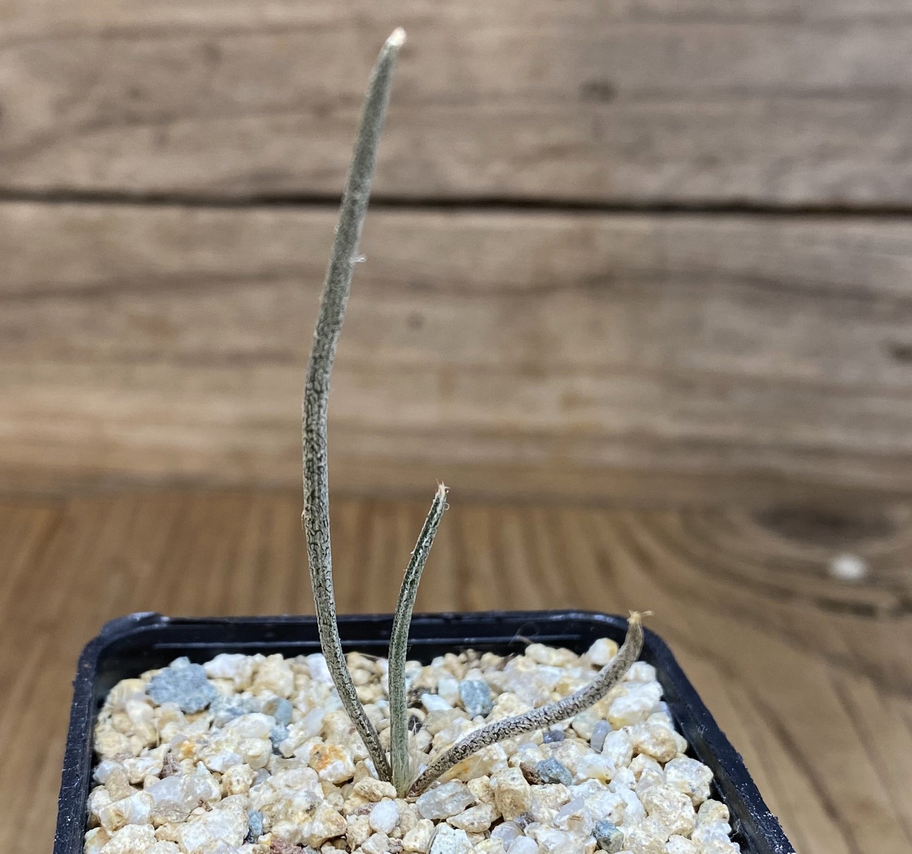 YAR39753 Astrophytum caput-medusae, seedling