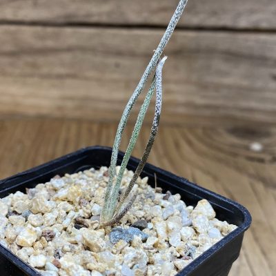 YAR39754 Astrophytum caput-medusae, seedling