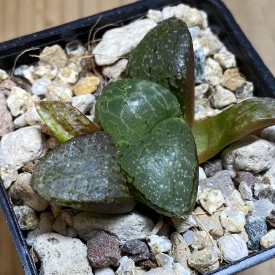 YAR39755 Haworthia comptoniana hybrid