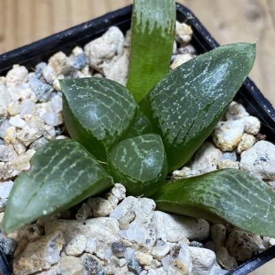 YAR39756 Haworthia comptoniana hybrid