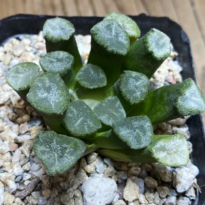 YAR39757 Haworthia maughanii -Japan-