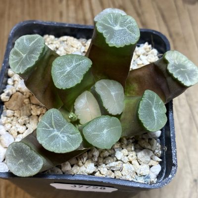 YAR39758 Haworthia maughanii -Japan-