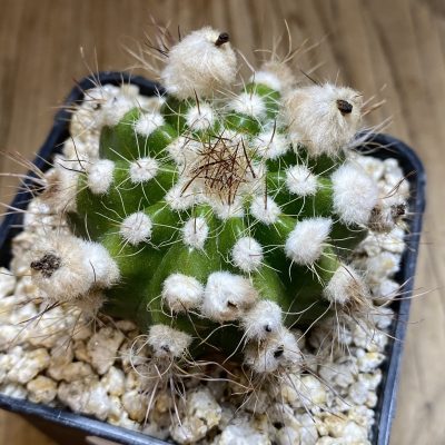 YAR39760 Parodia comosa