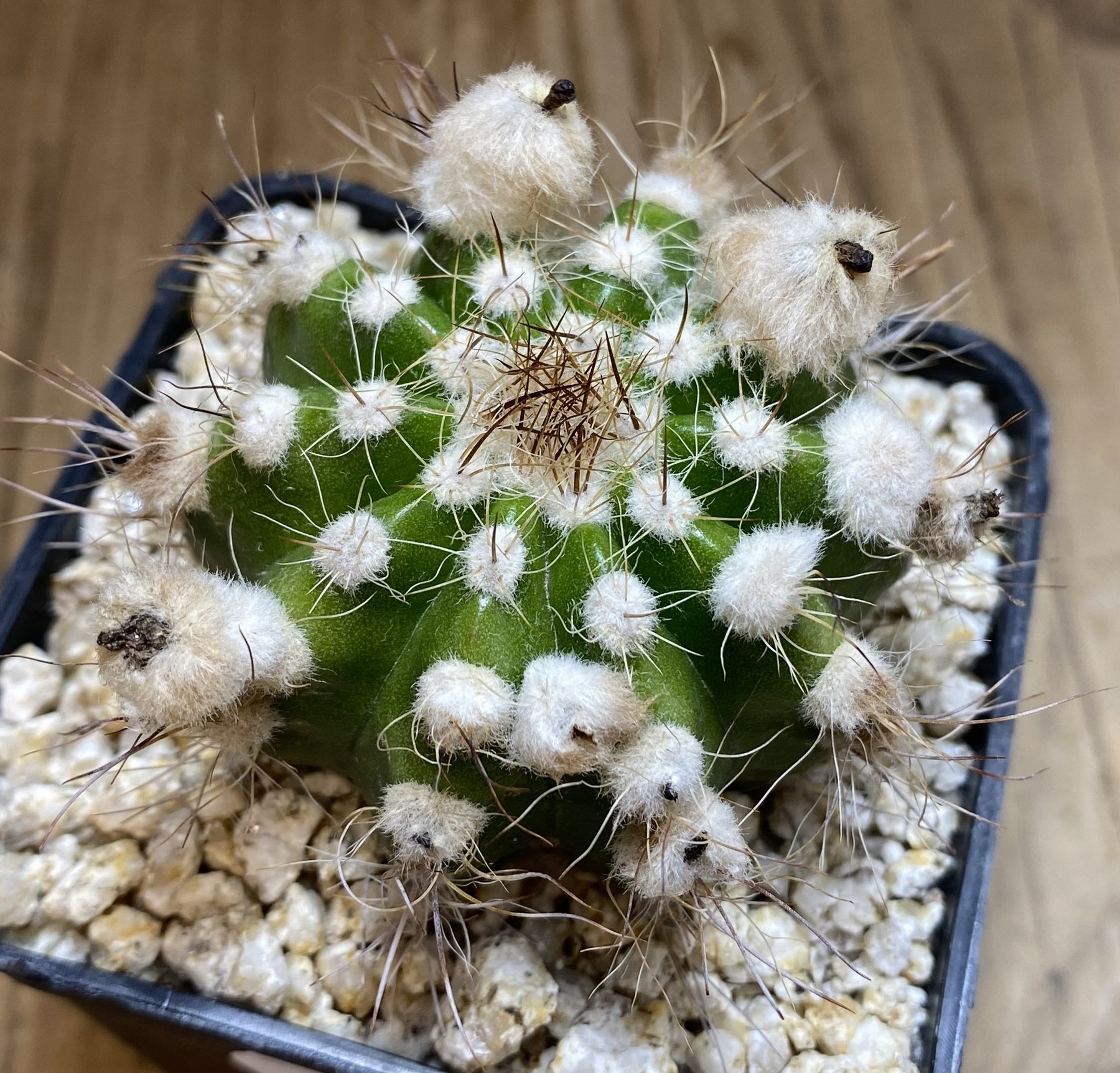 YAR39760 Parodia comosa