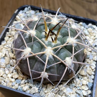 YAR39761 Gymnocalycium spegazzinii LF45