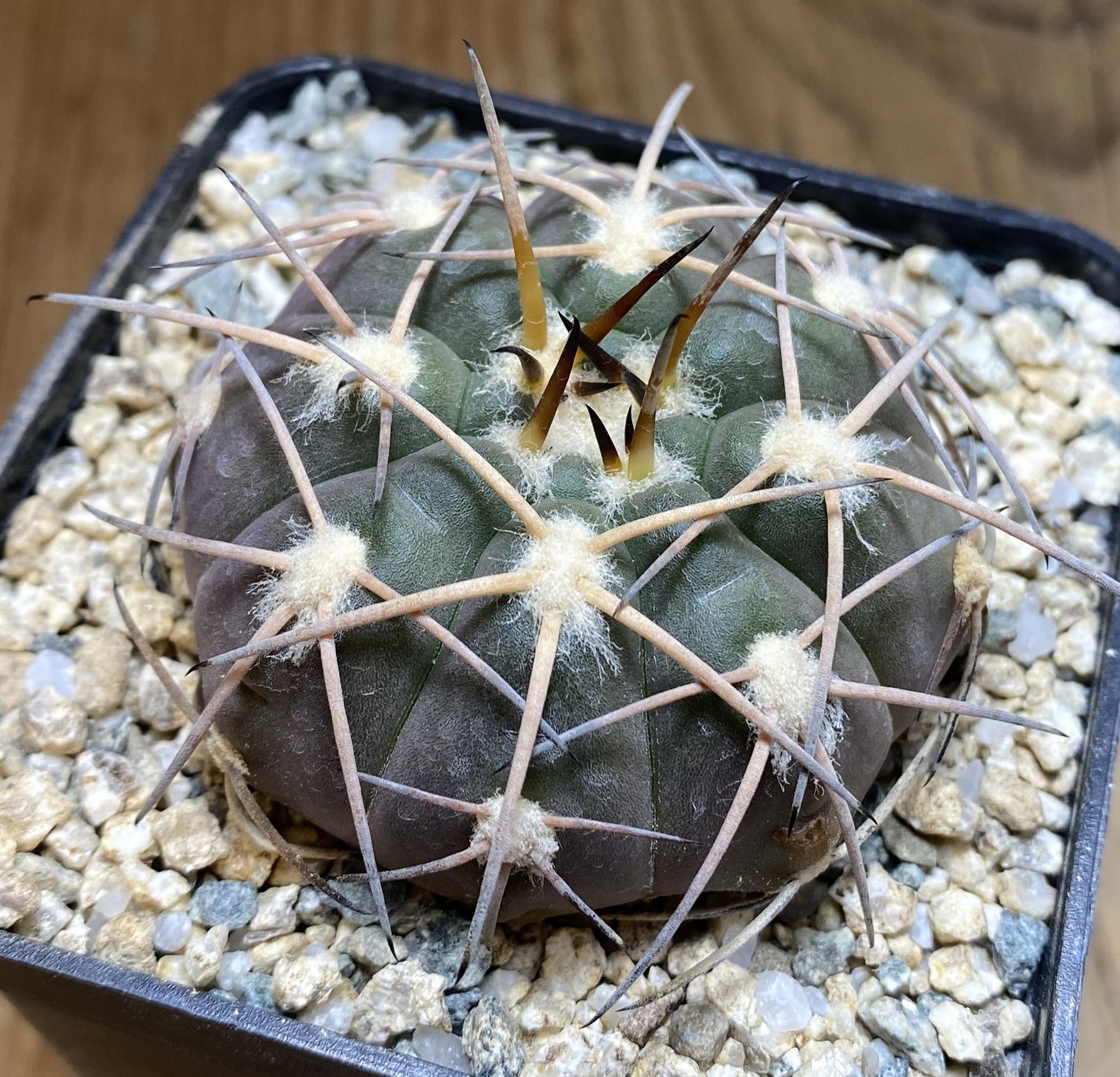 YAR39761 Gymnocalycium spegazzinii LF45
