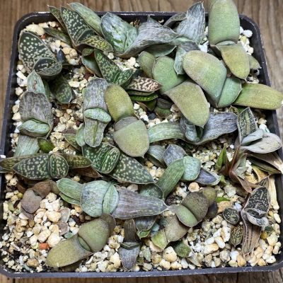 SH39719 Gasteria mix