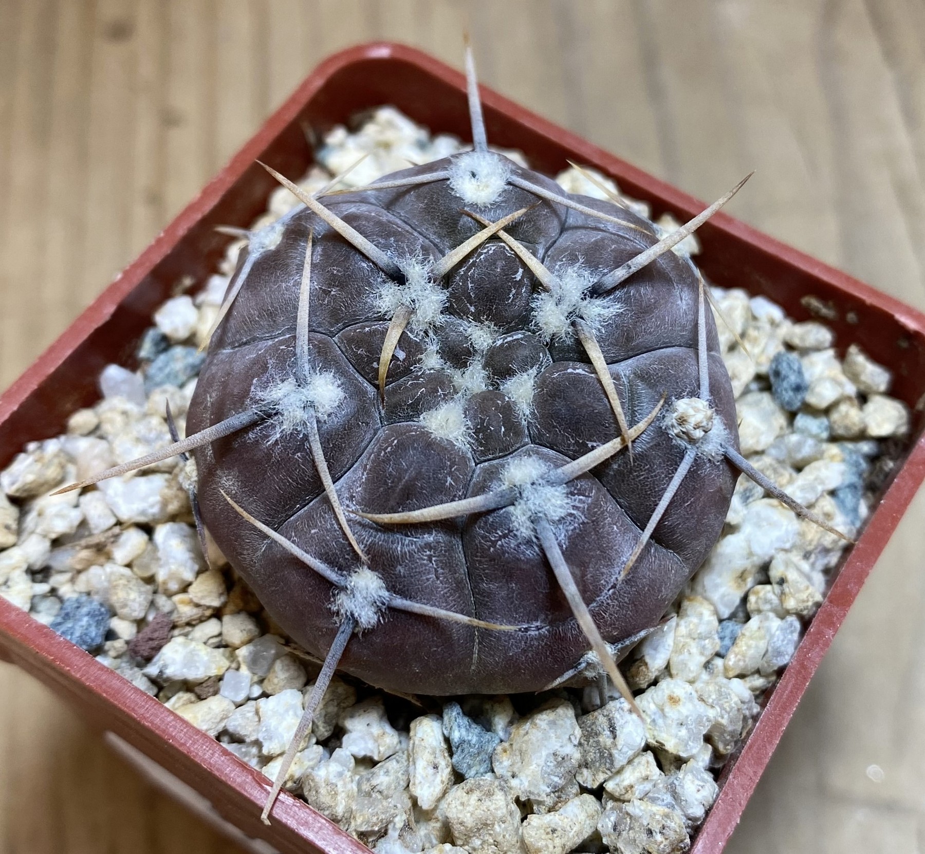 YAR39748 Gymnocalycium borthii ssp. nogolense VG 684 - Image 2