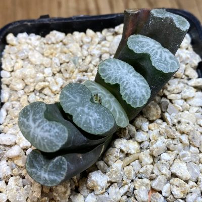 SH39722 Haworthia truncata -Japan-
