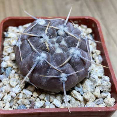 YAR39748 Gymnocalycium borthii ssp. nogolense VG 684