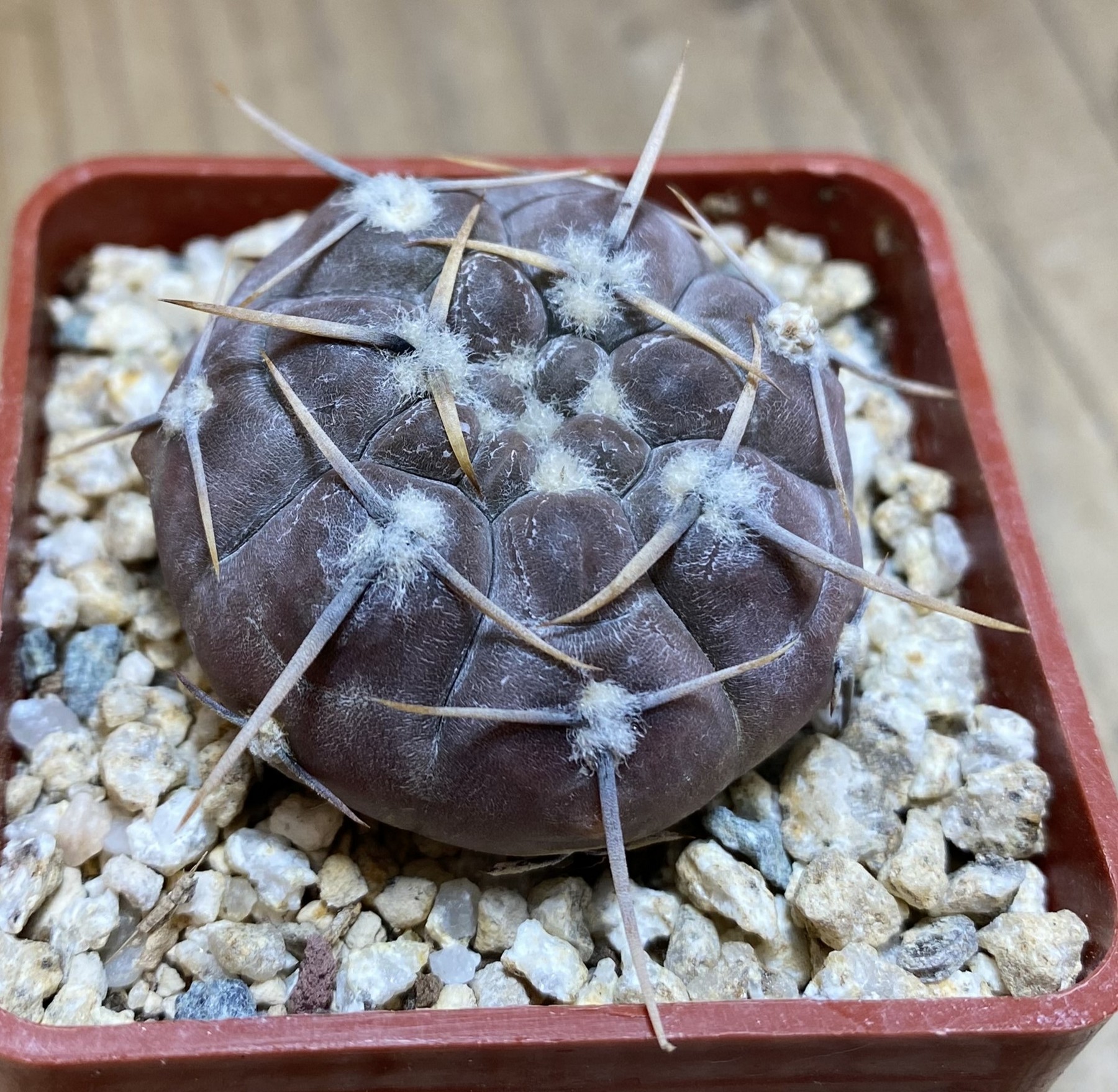 YAR39748 Gymnocalycium borthii ssp. nogolense VG 684