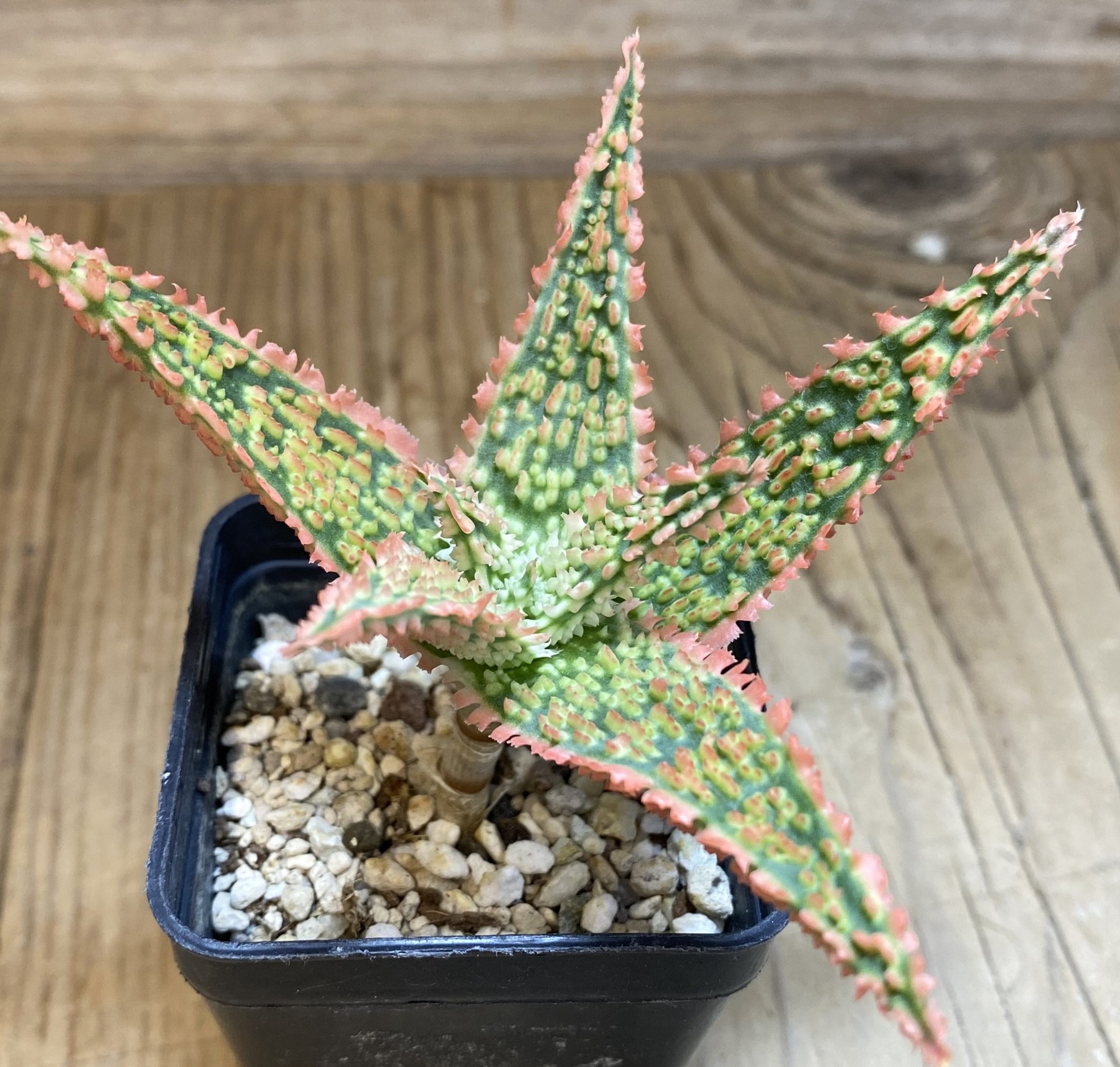 SH39723 Aloe TCT hybrid – Bild 2