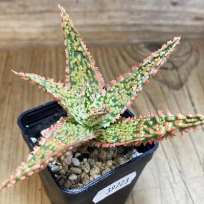 SH39723 Aloe TCT hybrid