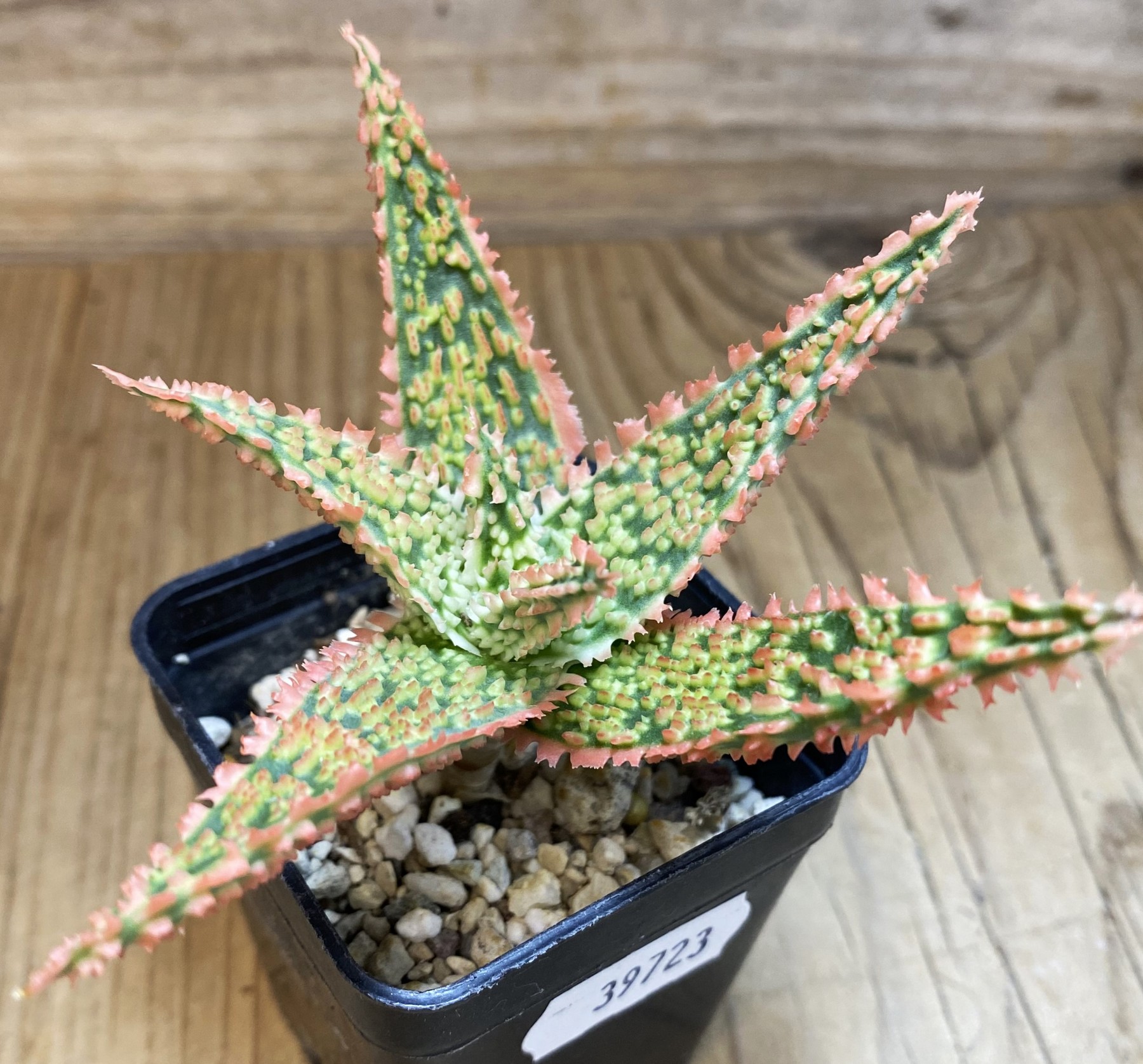 SH39723 Aloe TCT hybrid