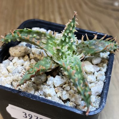 SH39724 Aloe TCT hybrid