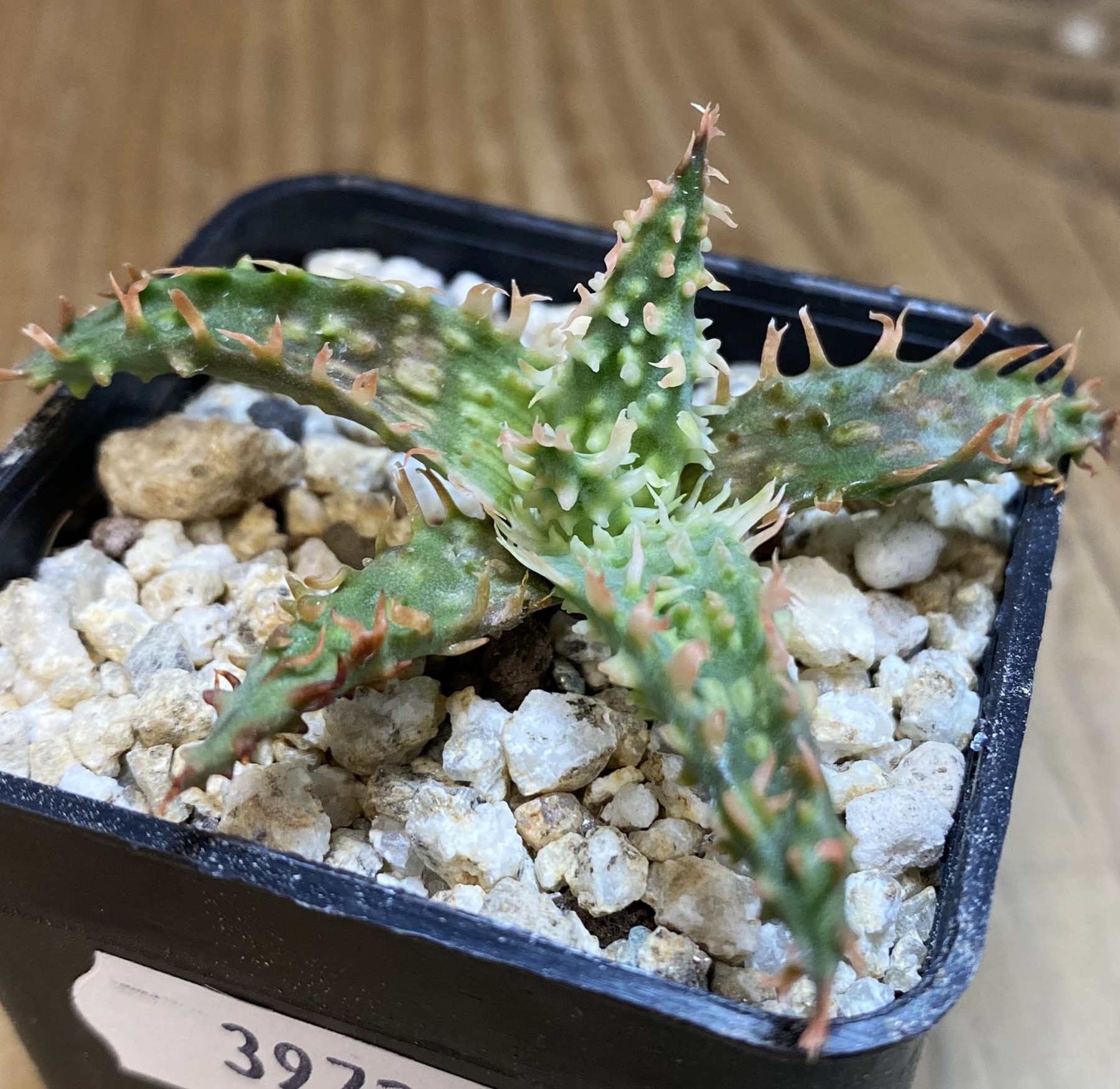 SH39724 Aloe TCT hybrid