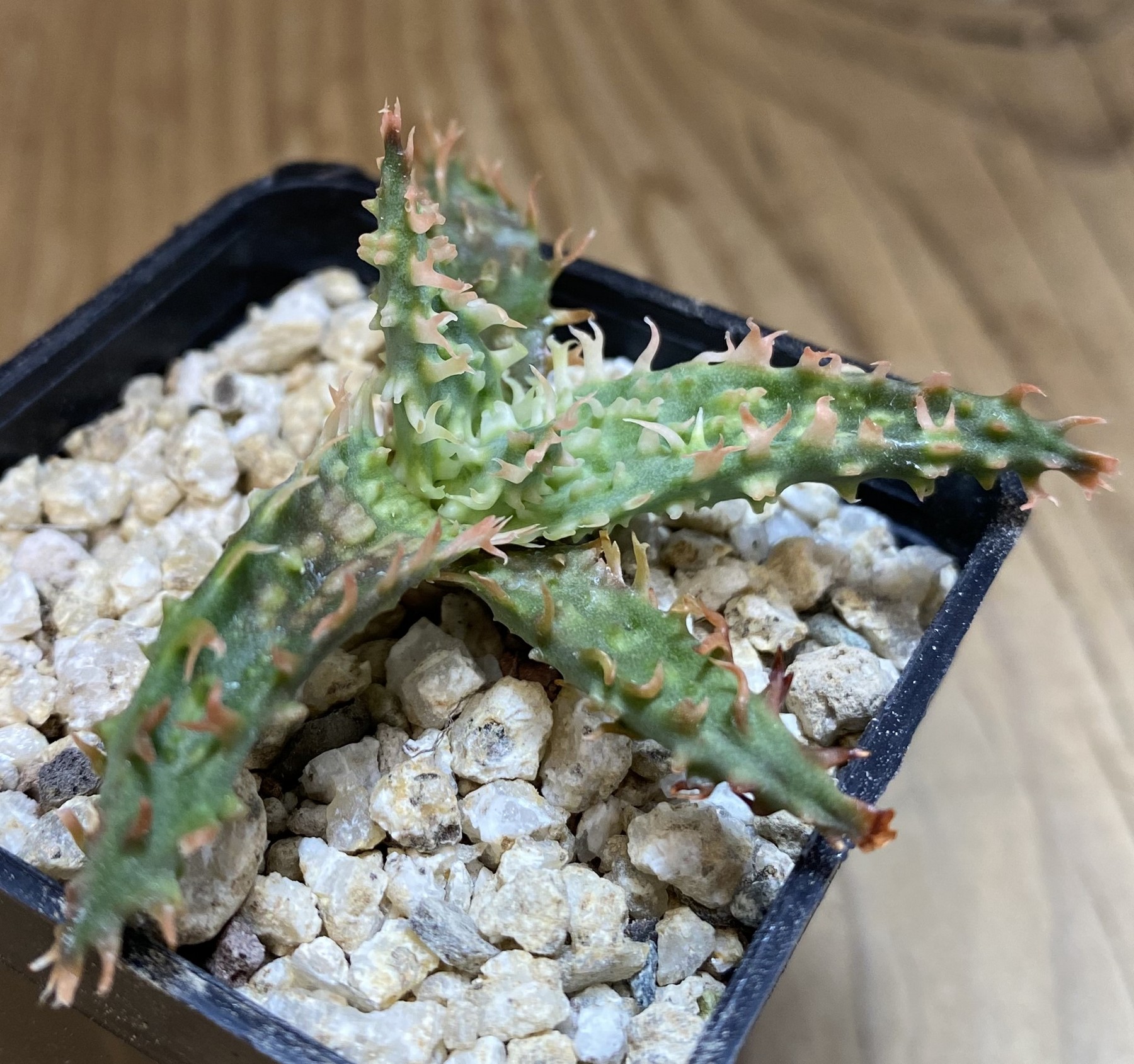 SH39724 Aloe TCT hybrid – Bild 2