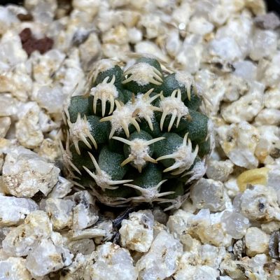 SH39726 Pygmaeocereus bieblii