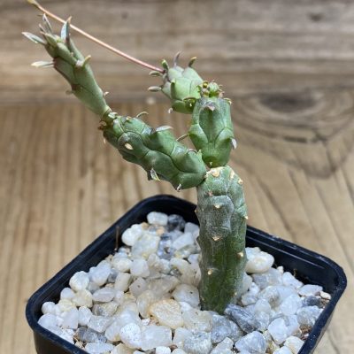SH39728 Euphorbia globosa