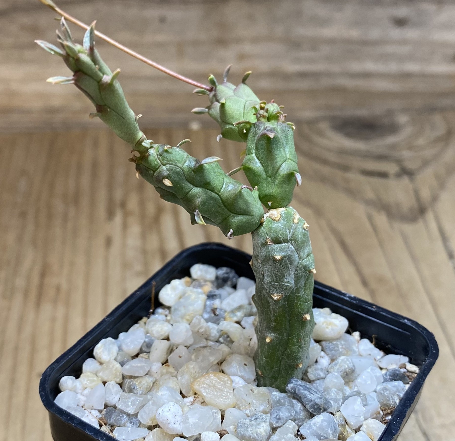 SH39728 Euphorbia globosa