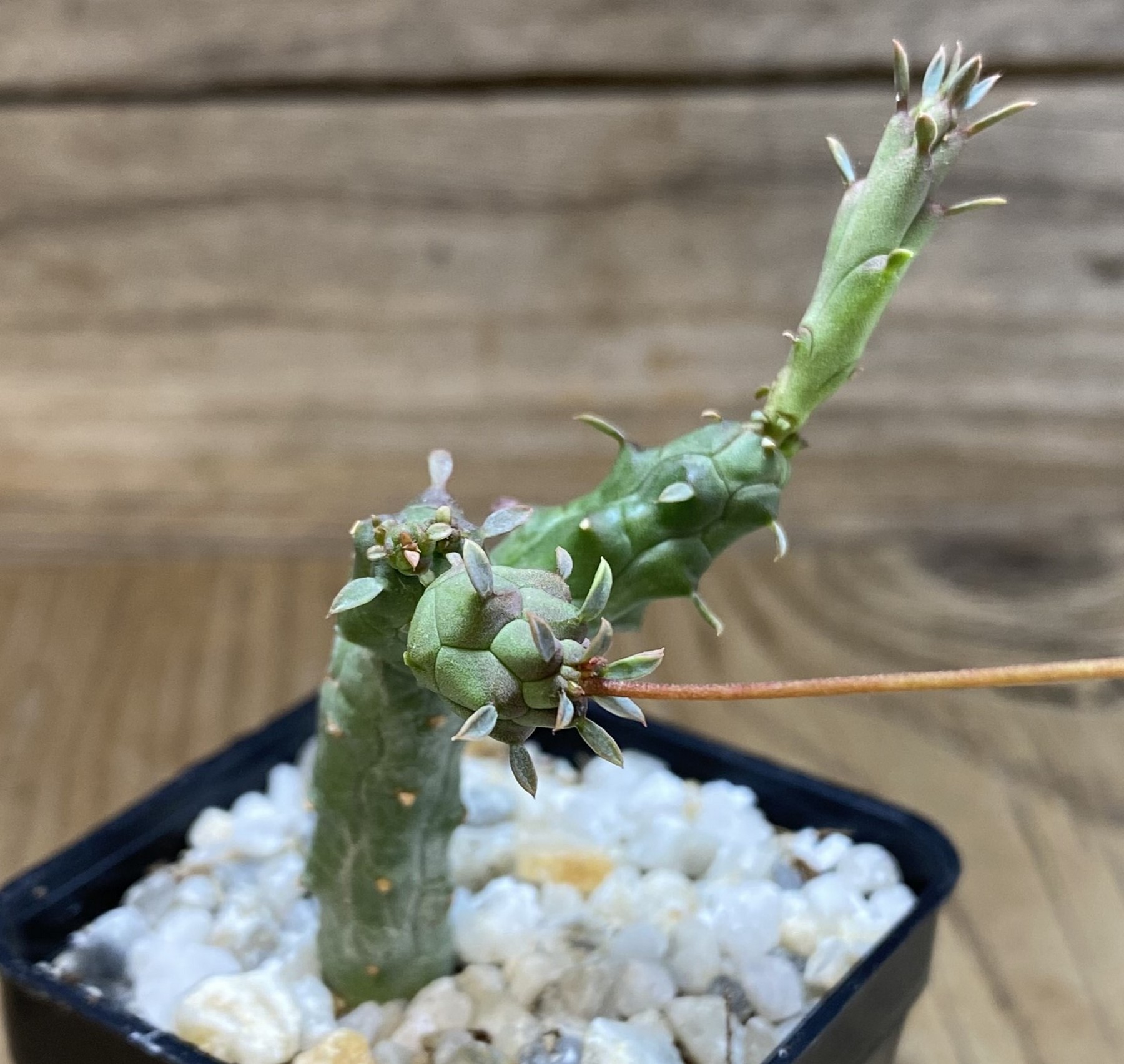 SH39728 Euphorbia globosa – Bild 2