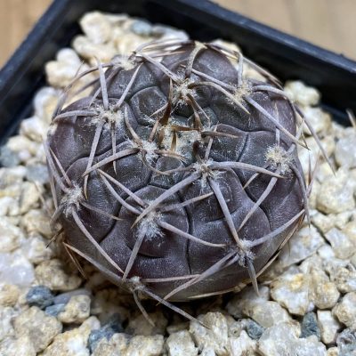 YAR39749 Gymnocalycium borthii ssp. nogolense VG 412