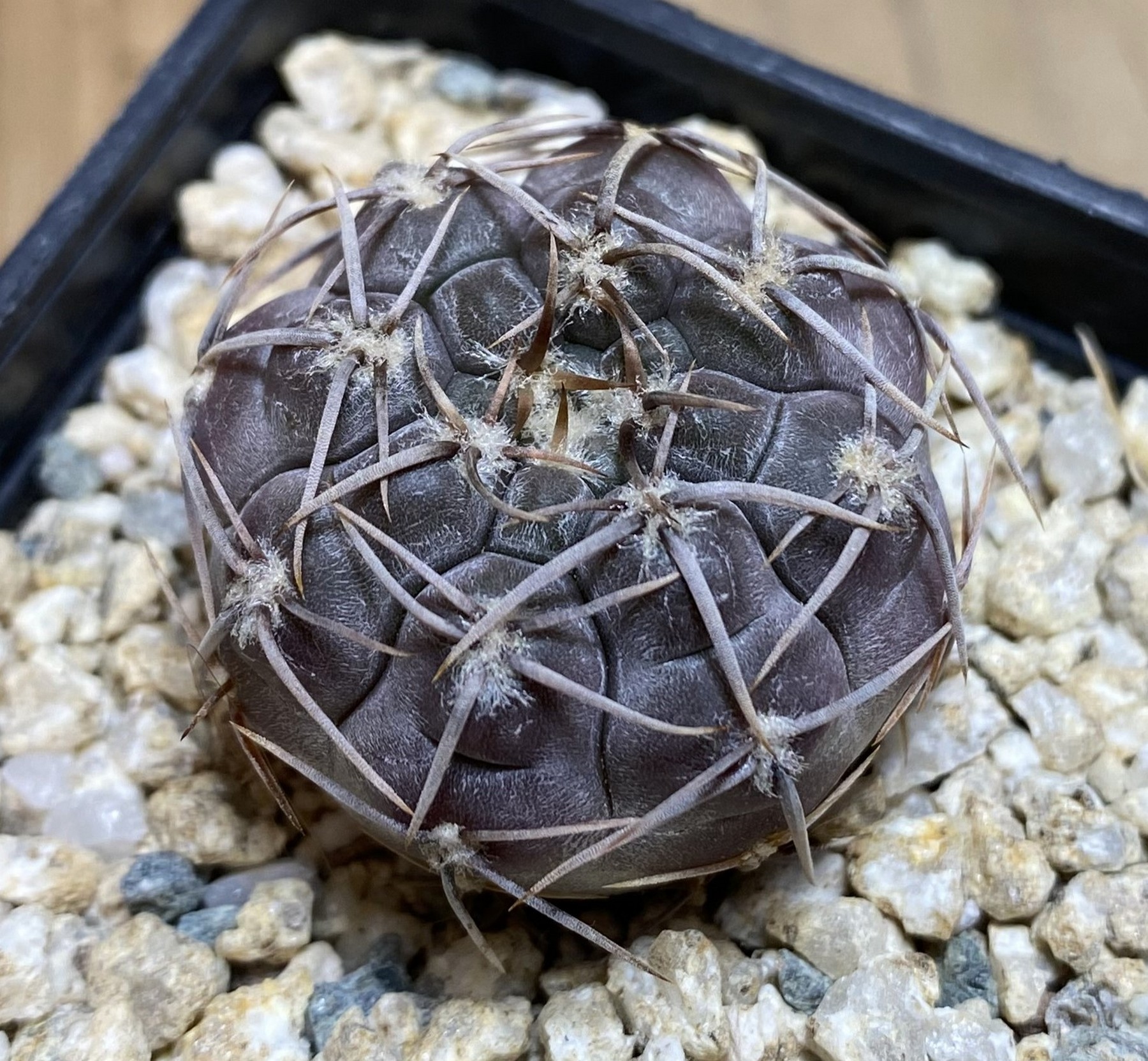 YAR39749 Gymnocalycium borthii ssp. nogolense VG 412
