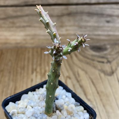 SH39730 Euphorbia globosa