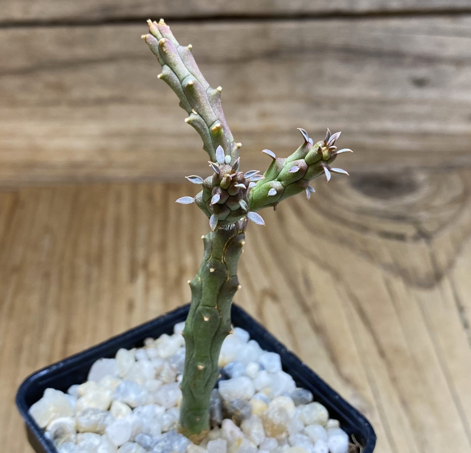 SH39730 Euphorbia globosa