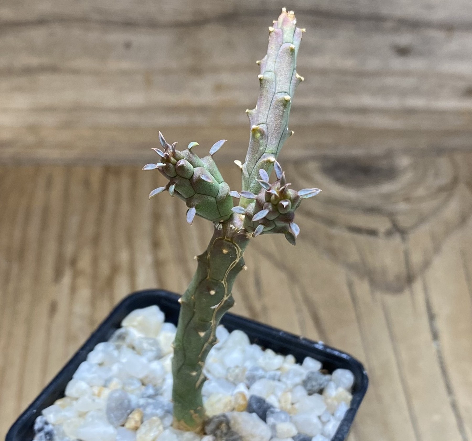 SH39730 Euphorbia globosa - Image 2