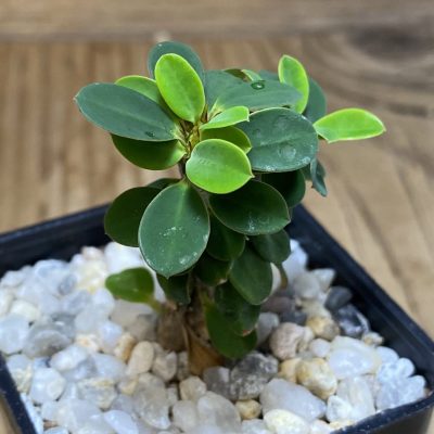 SH39731 Euphorbia milii f. cristata