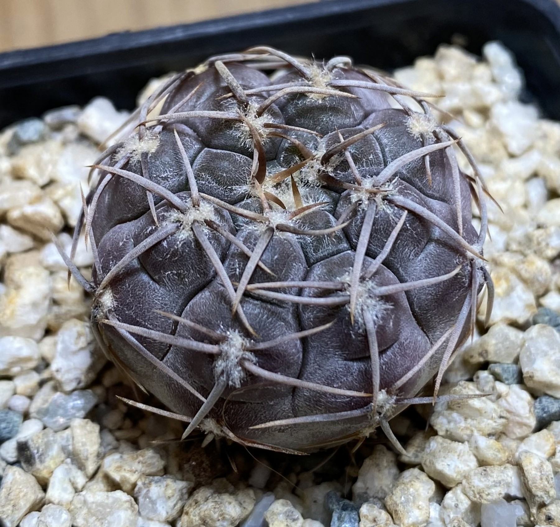 YAR39749 Gymnocalycium borthii ssp. nogolense VG 412 - Image 2