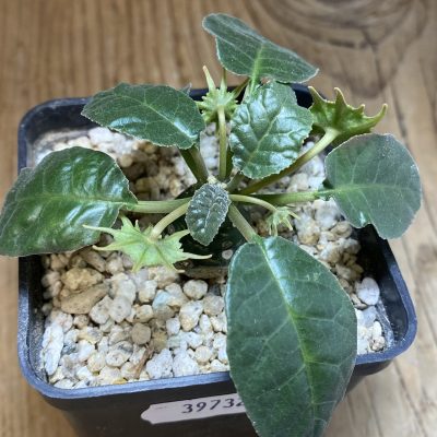 SH39732 Dorstenia foetida