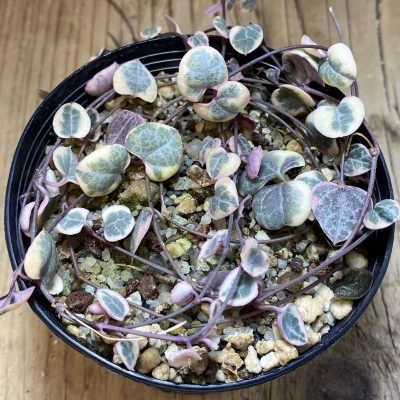 SH39733 Ceropegia woodii f. variegata