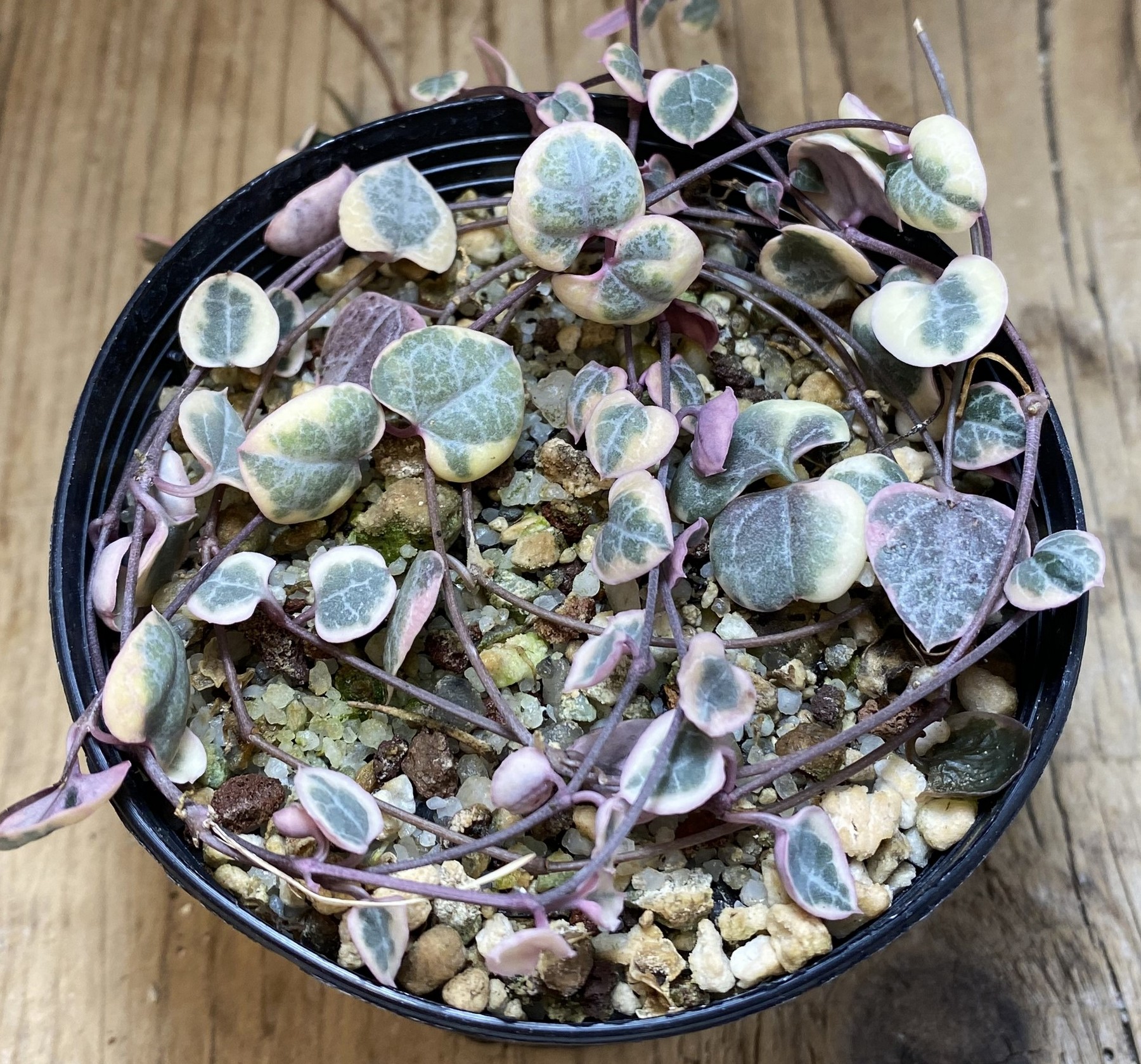SH39733 Ceropegia woodii f. variegata