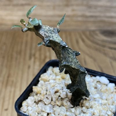 SH396735 Ceropegia bosseri