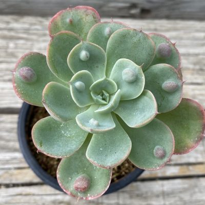 SH39787 Echeveria 'Raindrops'