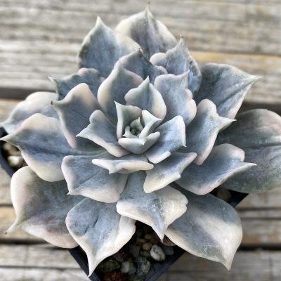 SH39783 Echeveria 'Lilacina' f. variegata