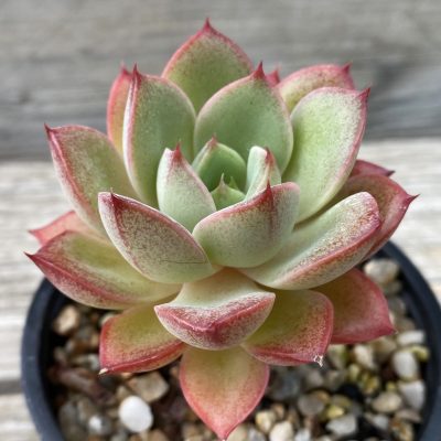 SH39788 Echeveria hybrid