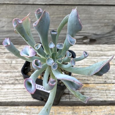 SH39789 Echeveria 'Trumpet Pink'
