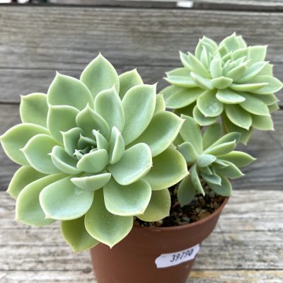 SH39790 Echeveria 'Blue Atoll'