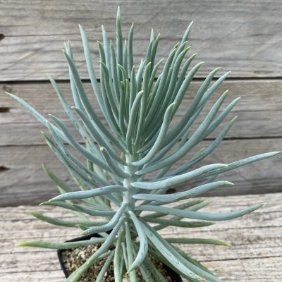 SH39791 Senecio 'Blue Chalksticks'