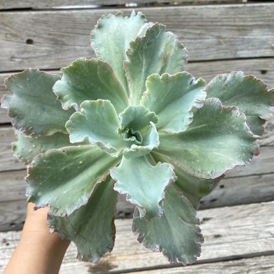 SH39792 Echeveria chantilly ‘Green mint’