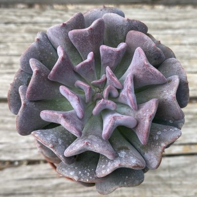 SH39785 Echeveria 'Cubic Frost'